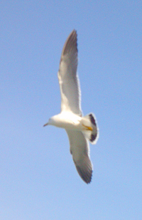 かもめ①修正版：宮戸島2013-03-17_14-33-13_289