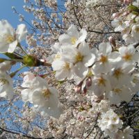 歯科診療所と4月からの消費税増税/その対応と留意点について